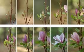 Maybe you would like to learn more about one of these? Bunga Cempaka Jenis Manfaat Dan Mitos Di Indonesia
