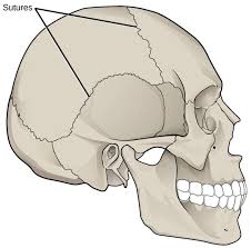 Every scoliosis curve has a concave and a convex part. 29 3 Joints And Skeletal Movement Texas Gateway