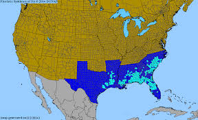 Image result for Wahlenbergia napiformis