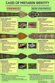 Black And Yellow Snake North Texas Comparison Of Venomous And Non Venomous Snakes Of Northeastern Us Survival Skills Camping Survival Outdoor Survival