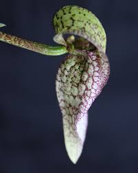 Image result for Angraecopsis parviflora