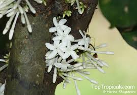 Image result for Pleiocarpa