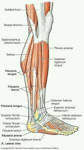 There are many muscles located in the lower leg, but there are three that are particularly well known—the gastrocnemius and the soleus, which are the most powerful muscles in the lower leg, and the anterior tibialis. Pin Na Doske Leg Muscles Anatomy