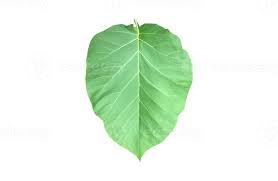 Image result for Tectona