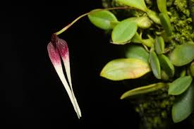Image result for Bulbophyllum prorepens