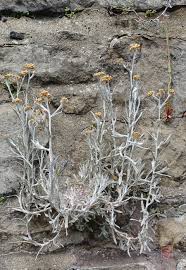 Image result for Pseudognaphalium luteo-album