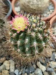 Eriosyce Chilensis Albiflora Cactus Flower Flowers Plants