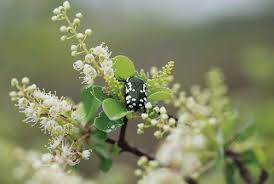 Image result for Pavetta catophylla