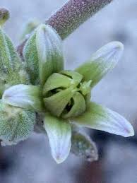 Image result for Raphionacme lanceolata