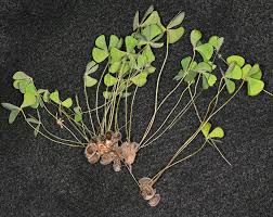 Image result for Marsilea vera