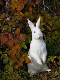 New zealand red eye rabbit. 14 Rabbits Ideas American Fuzzy Lop Rabbit Breeds Rabbit