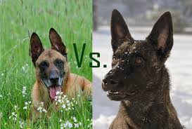 Typically these dogs' faces look more like a german shepherd with a long narrow muzzle and distinct black mask and eyebrow coloring. Dutch Shepherd Vs Belgian Malinois What S The Difference