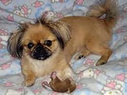 There are quite some hair loss treatment options available. Pekingese Dog Back Problems Nzymes Com