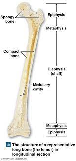 Label the parts of a long bone. A Longitudinal Section Of A Femur Bone Showing Long Bone Structure Human Body Bones Anatomy Bones Human Bone Structure