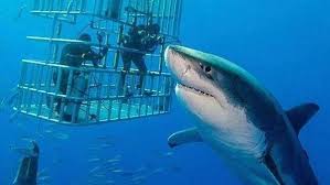 人类相机捕获史上最大白鲨「深蓝」大海中悠游50年- 奇闻异事_UFO发现网