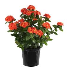 Image result for Ixora narcissodora