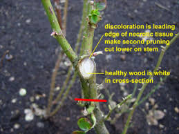 Water the plant the day before you prune to help it recover more quickly from the shock of pruning. Prune Roses Heirloom Roses
