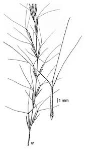 Image result for Aristida recta