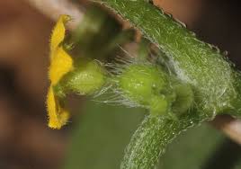 Image result for Cucumis maderaspatanus