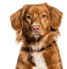 Check spelling or type a new query. Nova Scotia Duck Tolling Retriever Puppies For Sale Adoptapet Com