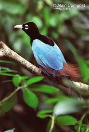 Papua New Guinea Blue Bird Of Paradise Http 3 Bp Blogspot Com Jkzqj Nelm4 Vpqb7c Dgci Aaaaaaaaarm Jt0budnrbne S1600 Blue 2bbird 2bof 2bparadise 2bshriya Jpg Blue Bird Birds