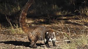 Wildlife world zoo, aquarium & safari park is home to more than 600 exotic and endangered species, and more than 6,000 individual animals. Yuma S Camel Farm Closes After 20 Years Kyma