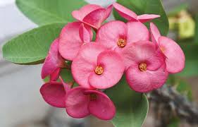 Image result for Euphorbia eranthes
