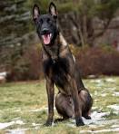 Belgian Malinois Dog Breed Information
