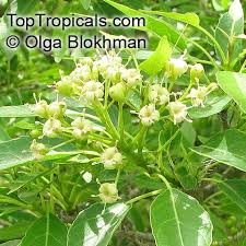 Image result for Cordia afra