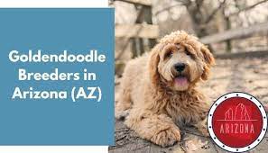 We have had several of our goldendoodles go on to be service and therapy pet! 19 Goldendoodle Breeders In Arizona Az Goldendoodle Puppies For Sale Animalfate