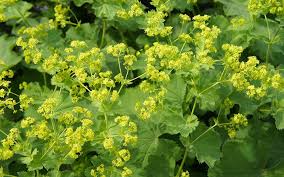 Image result for Gnidia mollis