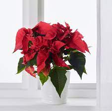 20181211c Www Ikea Com Jpg Poinsettia Plants Potted Plants