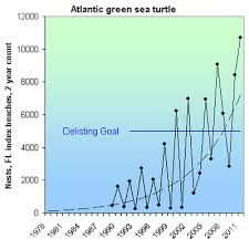 population information the green sea turtle