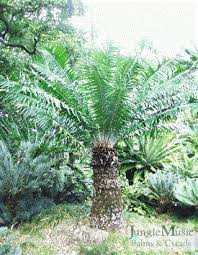 Image result for Encephalartos gratus