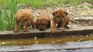 Have a heart dog homes inc. Rhodesian Ridgeback For Sale In Wisconsin Dells Wisconsin Classified Americanlisted Com