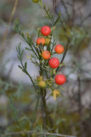 Image result for Osyris