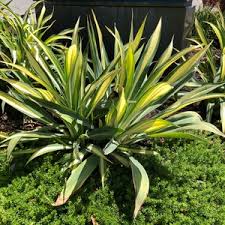 Image result for Beschorneria yuccoides