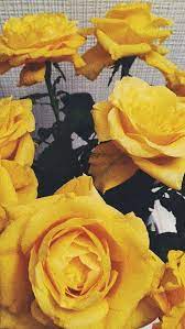 Pin By Aileon On W A L L P A P E R S Yellow Aesthetic Flower Wallpaper Flower Aesthetic