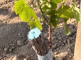 Image result for graft grape vines
