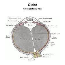 Image result for Retinal Anatomy