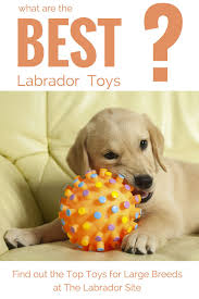 Check spelling or type a new query. Looking At The Best Dog Toys For Large Breeds Like Labradors Sharing Our Knowledge About Indestructible Do Dog Toys Indestructable Puppy Chew Toys Toy Puppies
