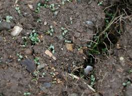 Clover is what is known as a leguminous plant. 6 Reasons Why I Chose Clover As A Living Mulch Insteading