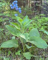 Image result for Rhipidoglossum eggelingii