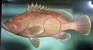 Maori Rockcod Fish Identification Information Queensland