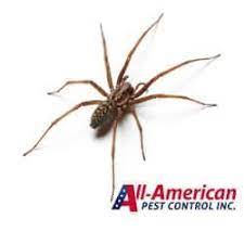 Unlike other spider bites, soon after the bite, a small white blister will appear and the tissue around the bite will become hard. Spiders In Tennessee Dangerous Or Not