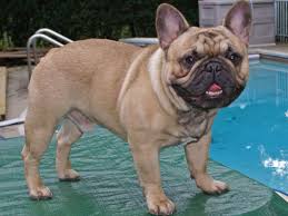 French bulldog puppies for sale in michiganselect a breed. Td French Dream Puppies For Sale