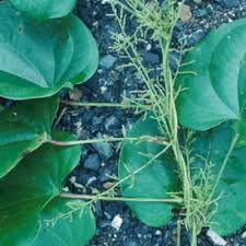 Image result for Dioscoreaceae