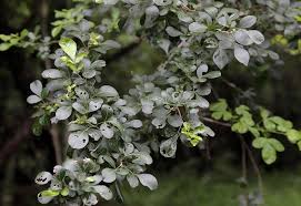 Image result for Searsia pentheri