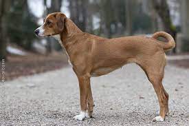 austrian pinscher hunderassen hunde rassen hunde