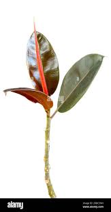 Image result for ficus elastica flower